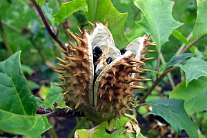 Татул | Макадамия 05