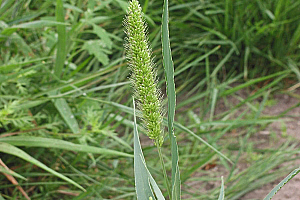 Зелена кощрява | Макадамия 05