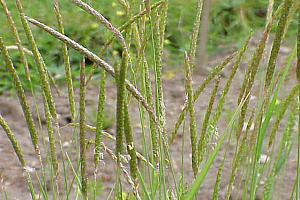 Лисича опашка полска  | Макадамия 05