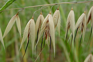 Див Овес  | Макадамия 05