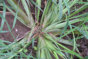 Кокоше просо | Макадамия 05