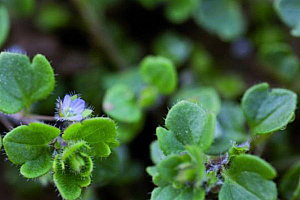 Бръшлянолистно великденче | Макадамия 05