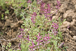 Лечебен росопас | Макадамия 05