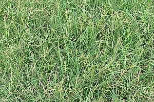 Троскот | Макадамия 05