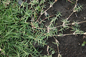 Троскот | Макадамия 05