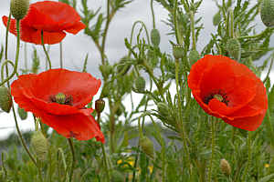 Див мак | Макадамия 05