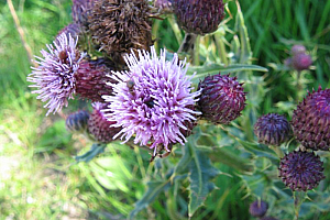 Паламида  | Макадамия 05