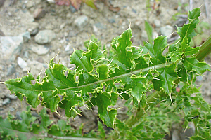 Паламида  | Макадамия 05