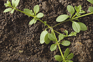 Обикновена лепка | Макадамия 05