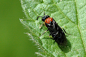 Ръждива борова листна оса | Макадамия 05