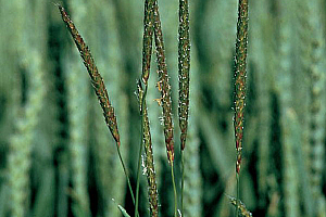 Полска лисича опашка | Макадамия 05