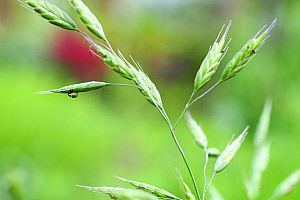 Полска овсига | Макадамия 05