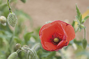 Полски мак/кадънка | Макадамия 05