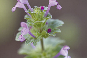 Стъблообхватна мъртва коприва | Макадамия 05