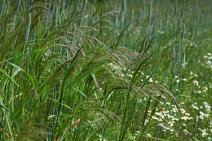 Ветрушка | Макадамия 05