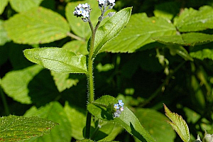 Полска незабравка | Макадамия 05