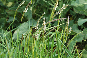 Полска лисича опашка | Макадамия 05