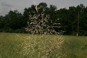 Ветрушка | Макадамия 05