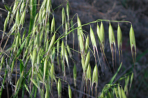 Див овес | Макадамия 05