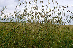 Див овес | Макадамия 05