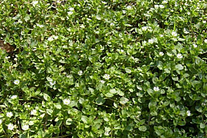 Врабчови чревца | Макадамия 05