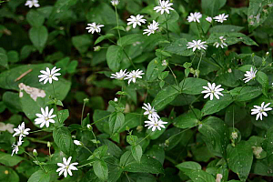 Врабчови чревца | Макадамия 05