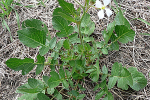 Дива ряпа | Макадамия 05