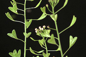 Овчарска торбичка | Макадамия 05