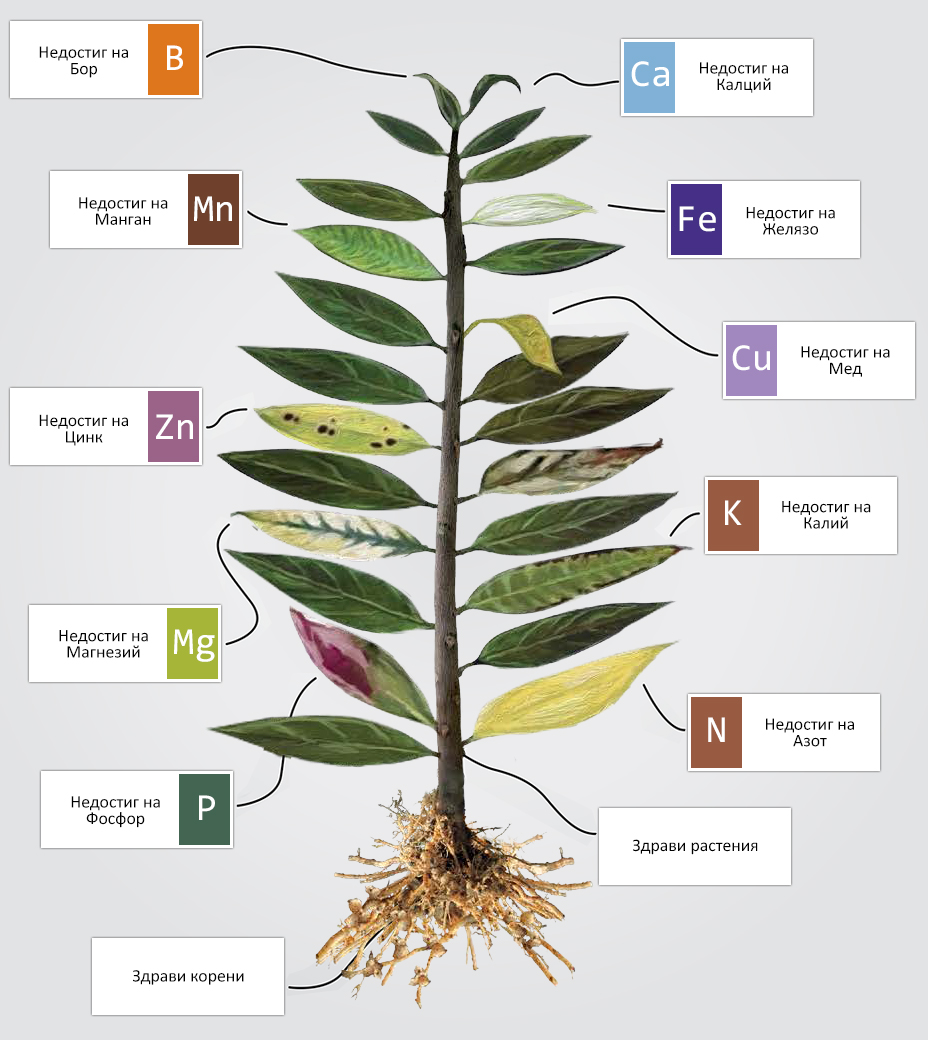 Схема на симптоми при недостиг на макро и микро елементи по листата на растенията