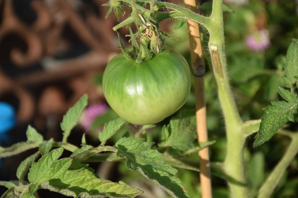 Фунгоран - фугицид за борба с мана и струпясване при доматите