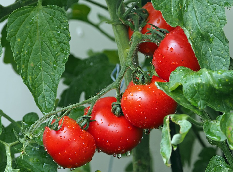 Професионални семена домати